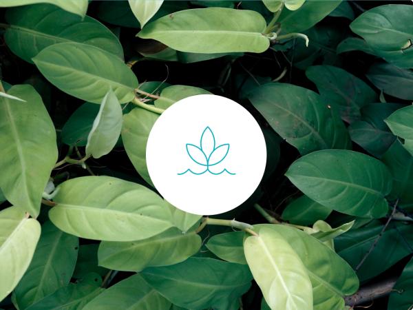 Vida vegetal, símbolo de sustentabilidade sobre imagem de vegetação